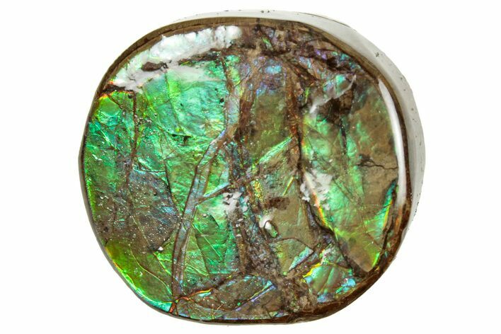 Flashy Ammolite (Fossil Ammonite Shell) - Brilliant Greens #357567